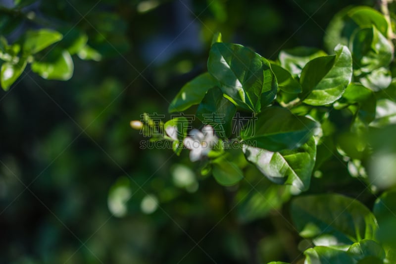 茉莉,叶子,印度,阿拉伯风格,木樨科,半成熟乳酪.,美,艺术,芳香的,水平画幅