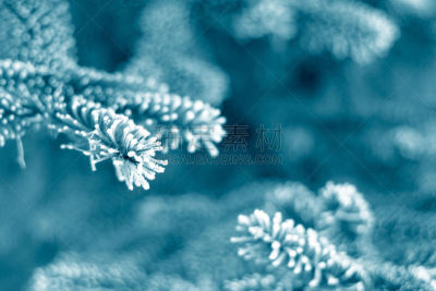 松树,霜,沼穴伊甸;,水平画幅,雪,无人,古典式,户外,草,特写
