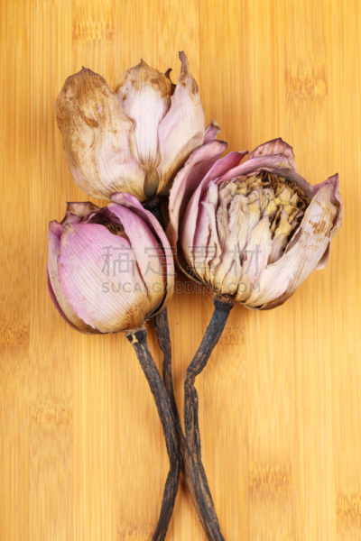 荷花,干的,特写,垂直画幅,褐色,睡莲,无人,百合花,植物,死亡的植物