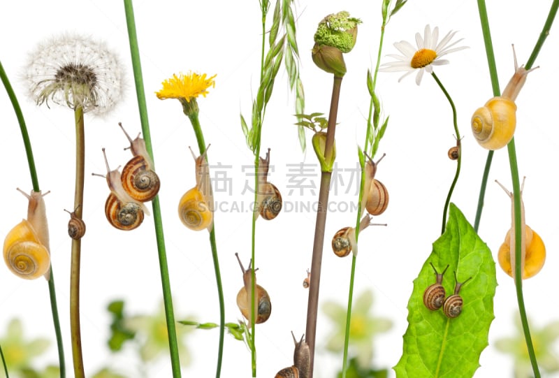 Pastoral composition of flowers and Garden snails and Mediterranean snails