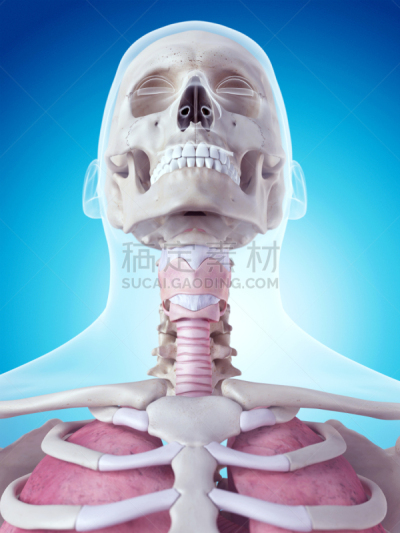 绘画插图,健康保健,垂直画幅,喉咙,蓝色,人,科学,计算机制图,计算机图形学,生物学