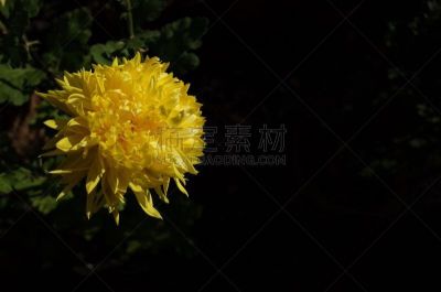 黄色,菊花,江户时代,传统,清新,仅一朵花,枝繁叶茂,自然美,植物,户外