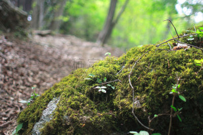 苔藓,相模原,神奈川县,生态多样性,水,美,公园,水平画幅,枝繁叶茂,无人