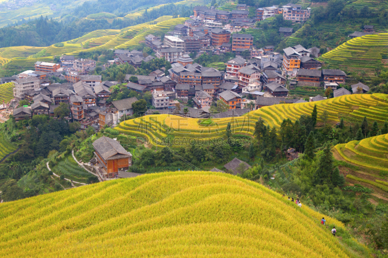 稻,梯田,龙脊梯田,美,水平画幅,枝繁叶茂,山,传统,户外,水稻梯田