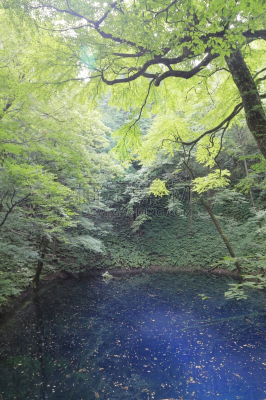 白神山地,日本,青森县,池塘,垂直画幅,天空,无人,户外,湖,树林