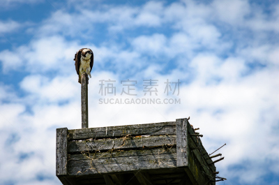 库珀鹰,成年的,it技术支持,鸟巢,桨叉架船,幼小动物,盒子,动物喊叫,小鸟笼,老鹰