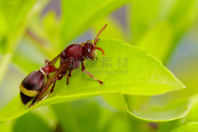 叶子,昆虫,动物,绿色,鹭管鱼,纸巢黄蜂,图像,欧洲造纸黄蜂,黄蜂,有毒生物体