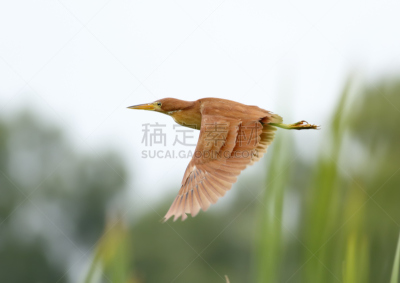 肉桂,鹭鸶,水平画幅,鸟类,动物学,黑发,早晨,动物身体部位,英格兰,野外动物