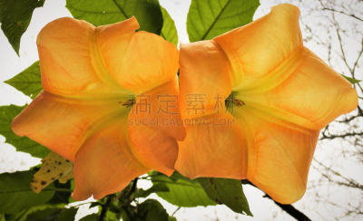 橙色,欧洲赤松,天使,angel's 喇叭,美国,水平画幅,秋天,无人,户外,特写