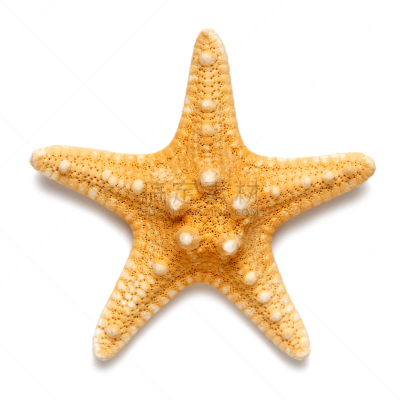 海星,黄色,白色背景,分离着色,小的,彩色图片,美,褐色,形状,贝壳