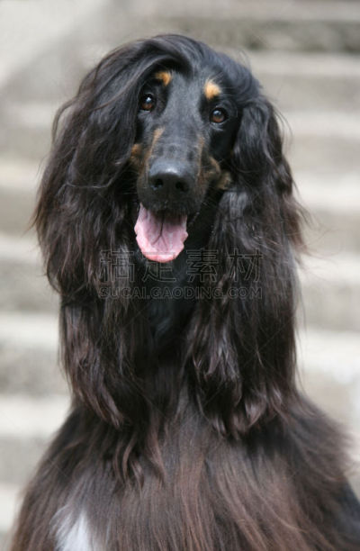 阿富汗猎犬,注视镜头,视猎犬,毛茸茸的毛皮,苍白的头发,垂直画幅,正面视角,机敏,巨大的,夏天