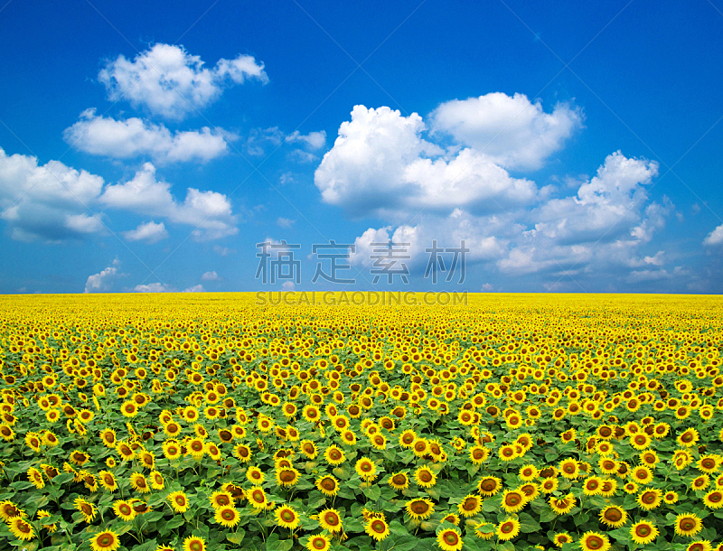 向日葵,自然,天空,水平画幅,无人,蓝色,有机食品,乌克兰,夏天,户外