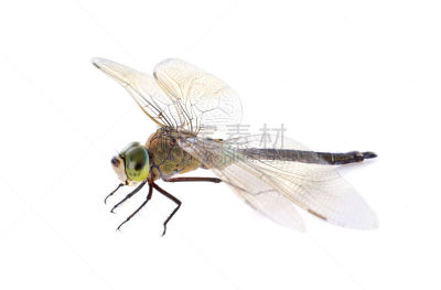 Southern Hawker Dragonfly,白色背景,前面,背景分离,野生动物,图像,巨大的,动物,无人,昆虫