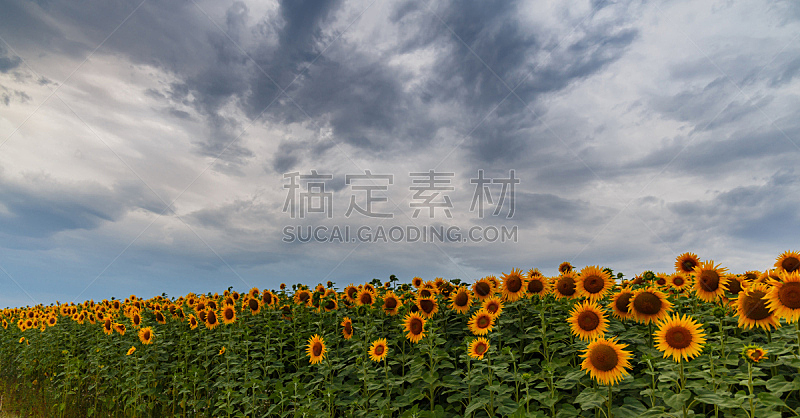 田地,向日葵,两个物体,天空,水平画幅,云,夏天,户外,草,彩色图片