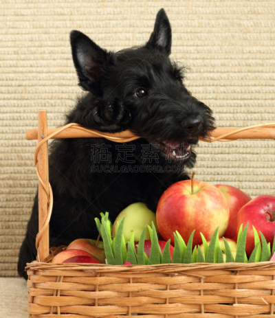 苏格兰粗毛猎狐犬,苹果,垂直画幅,纯种犬,无人,梗犬,小狗,犬科的,宠物,看