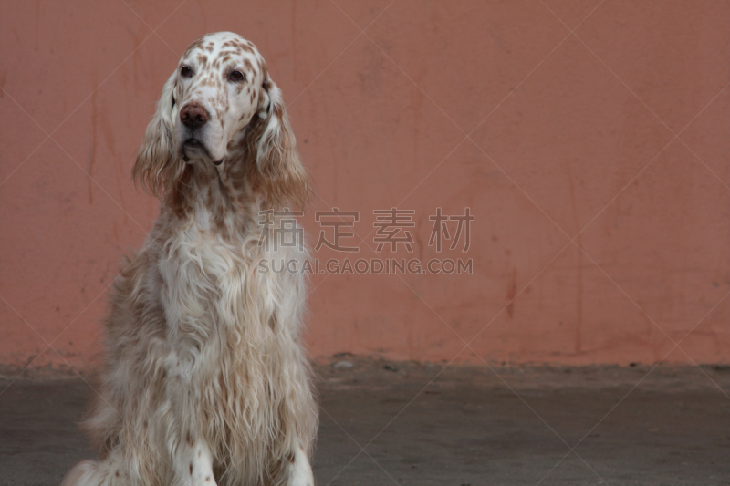 英格兰长毛猎犬,狗,肖像,背景,褐色,白色,巨大的,白屋顶间歇泉,catahoula leopard dog,赛特种猎狗