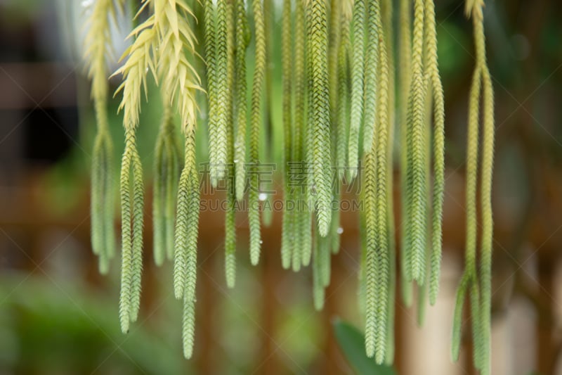 蕨类,纹理效果,自然美,石松科,自然,水平画幅,无人,苔藓,夏天,特写