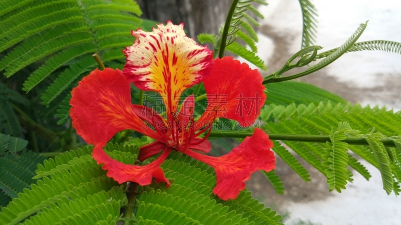  flamboyant, flame of the forest, or "flame tree" the small leafs looks beautiful and the flower looks majestic!