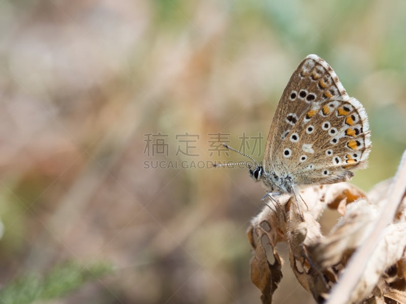 阿多尼斯蓝,灰蝶科,蝴蝶,普通蓝蝴蝶,家庭,环境,野生动物,鳞翅类,翅膀,草