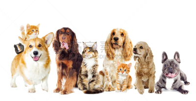 狗,小猫,白色背景,美,褐色,水平画幅,动物身体部位,工作室,猎犬,人的眼睛