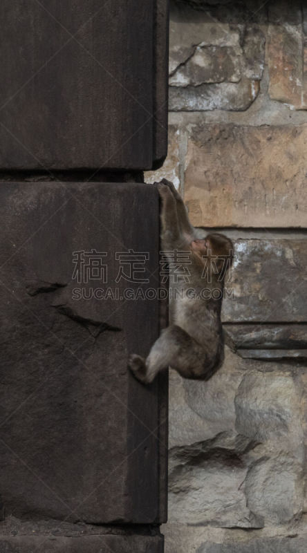 地中海猕猴,垂直画幅,哺乳纲,直布罗陀,无人,猿,猴子,德国,摄影