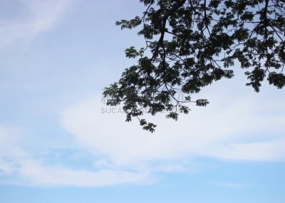 在下面,天空,阴影,雨豆树,白云山脉,树冠,低视角,天堂,水平画幅,地形