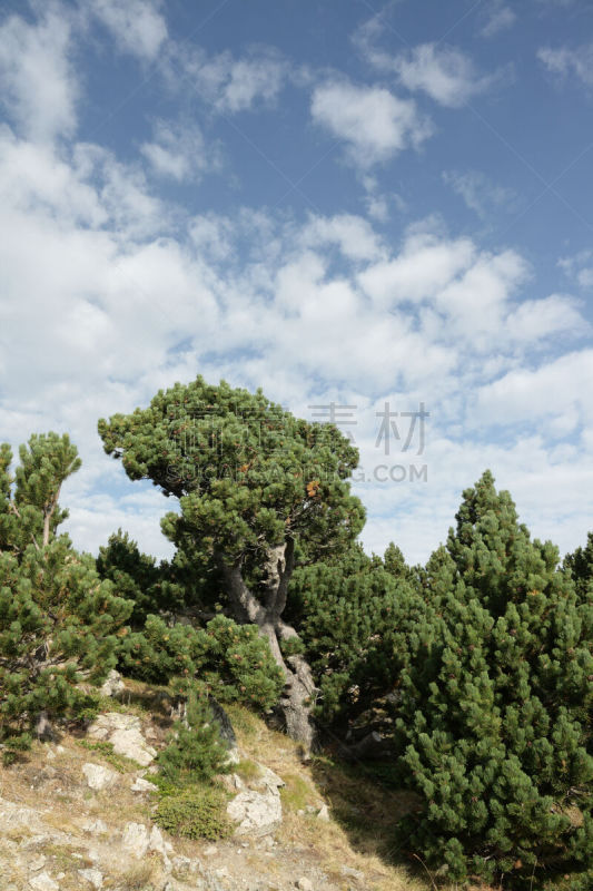 松树,山,宝丽丝山脉,自然,蔬菜,朗格多克-鲁西永,法国,垂直画幅,风景,图像