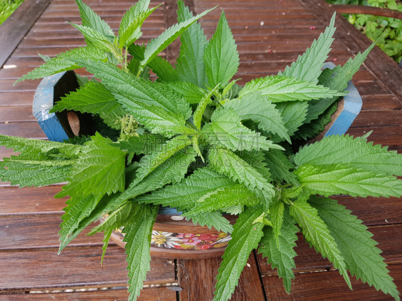 刺荨麻,茶树,水平画幅,无人,户外,野生植物,埃森,草药,bouquet garni,草本
