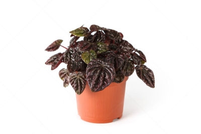 Peperomia Caperata “Schumi Red” plant isolated on white background