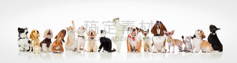 猫,狗,大群动物,好奇心,向上看,动物嘴,英格兰,斗牛犬,白色,短毛猫