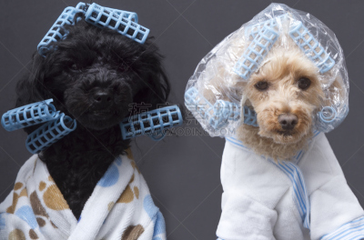 狗,美,未来,机敏,浴帽,卷发器,宠物服装,贵宾犬,虚荣,骄纵宠物