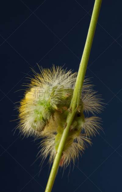 毛虫,黄色,茎,垂直画幅,无人,草,特写,植物,害虫,多毛的