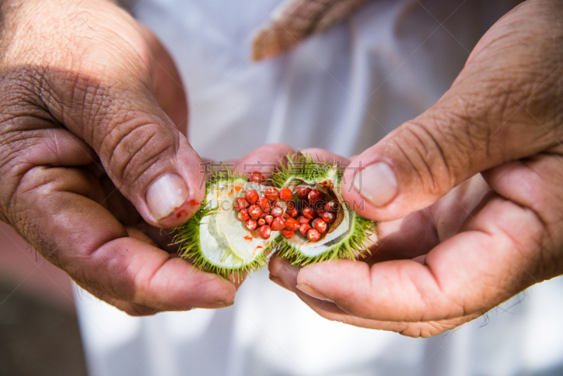 豆荚,口红树,食品添加剂,自然,饮食,水平画幅,水果,墨西哥食物,手