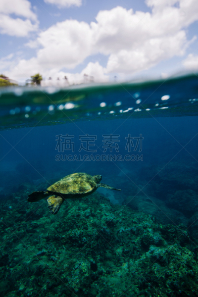 海龟,扑林思维尔,绿蠵龟,考艾岛,美人鱼,游乐场,夏威夷,海洋生命,垂直画幅,美国