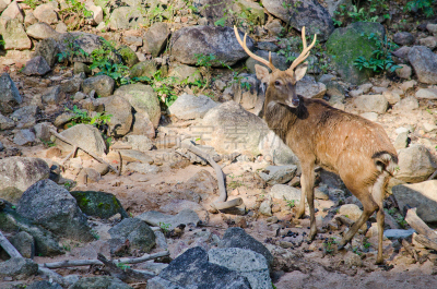 brow-antlered deer,世界自然保护联盟红色名录,轴鹿,公园,褐色,水平画幅,野外动物,户外,草,泰国