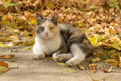 猫,防风设备,顿涅茨克,褐色,水平画幅,户外,特写,哺乳纲,毛绒绒,彩色图片