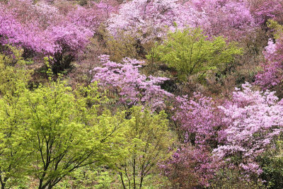 杜鹃花,山,小虾花,自然,美,水平画幅,绿色,地形,无人,日本