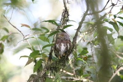 小猫头鹰,山,印度尼西亚,苏门答腊岛,自然,美,danum valley conservation area,野生动物,水平画幅,无人