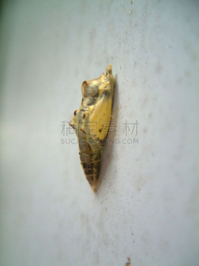 茧,垂直画幅,容器,彩色图片,蝴蝶,无人,毛虫,昆虫,摄影