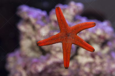 红色,贴标签,玻璃,海星,水族馆,秘密,对称,色彩鲜艳,动物,海鱼