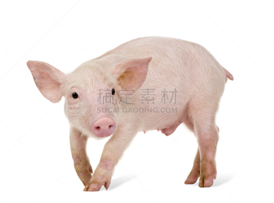 小猪,1到2个月,兰德瑞斯猪,家猪,水平画幅,小的,家畜,无人,白色背景,背景分离