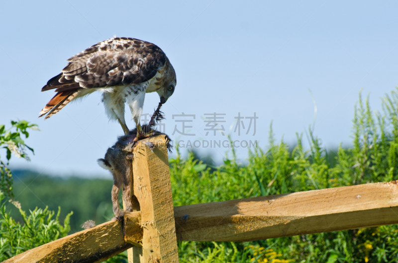 红尾鹰,兔子,捕获的,红尾蟒蛇,自然,褐色,野生动物,食肉鸟,水平画幅,鸟类