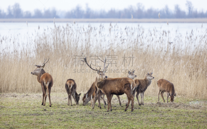 male red deer in oostvaarders plassen near lelystad in the netherlands