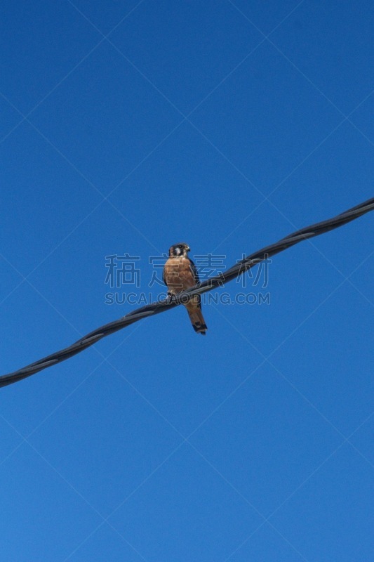 电力线,红隼,自然,乡村,拉丁美洲,垂直画幅,图像,厄瓜多尔,鸟类,无人