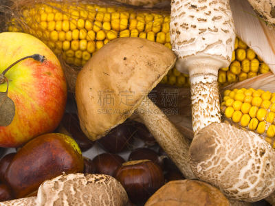 清新,食品,植物菌根,胡椒牛肝菌,选择对焦,褐色,水平画幅,素食,无人,生食
