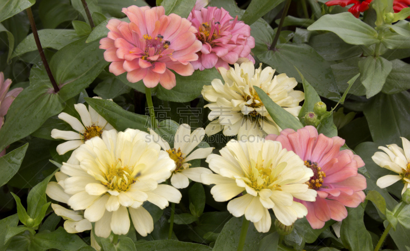 Many chrysanthemums in the flower garden