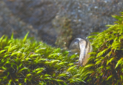 鼻涕虫,两只动物,留白,水平画幅,软体动物,叶脉,植物,害虫,园艺,大特写