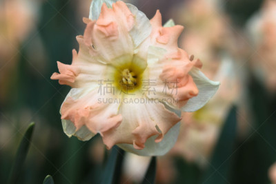 兰花,水平画幅,无人,夏天,维管植物,特写,明亮,百合花,花束,花蕾