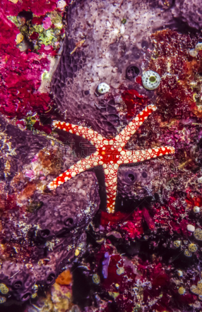 red tipped sea star,海星,项链,垂直画幅,红色,礁石,无人,2015年,硬珊瑚,南太平洋
