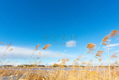 潘帕斯大草原,天空,vulpia grass,麦穗,一捆小麦,芽草之类,大麦,留白,风,里山